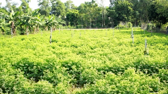 Thứ rau nấu canh chả cần mì chính, trồng thành công ở một nơi của Nghệ An, cắt đến đâu thương lái khuân đến đó