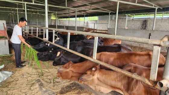Lai Châu: Nguồn vốn Quỹ Hỗ trợ nông dân “tiếp sức” giúp dân làm giàu từ nuôi bò sinh sản