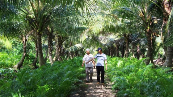 Trồng một cây lấy quả, một cây lấy lá, cây ngắn ngày 'nuôi' cây dài ngày là cách làm 'đẻ ra tiền' của nông dân Vĩnh Long