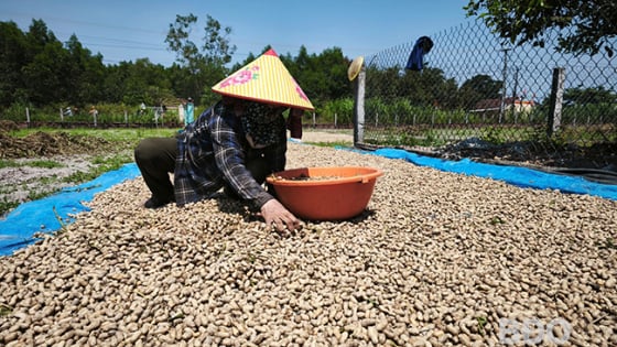Loại cây ra quả vùi dưới đất gọi là củ ở Bình Định, dân trúng mùa, trúng giá