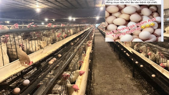 Người chăn nuôi lao đao vì tin đồn trứng gà giả: Đề nghị xử lý nghiêm thông tin thất thiệt