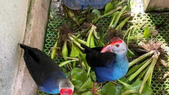 Thứ chim hoang dã to như gà rừng, cứ đẻ ít dần đều, nuôi thành công ở Bạc Liêu, bán 1,5 triệu/con
