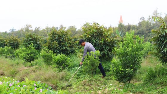 Trồng xen canh nhanh có tiền ở Vĩnh Long, nhà nào làm đúng là trúng