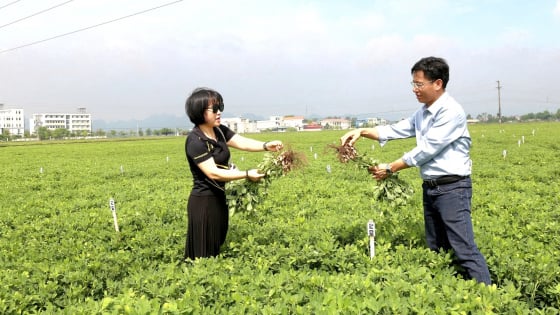 Ninh Bình: Trồng giống lạc mới mang tên L29, nông dân bội thu 90 triệu đồng/ha