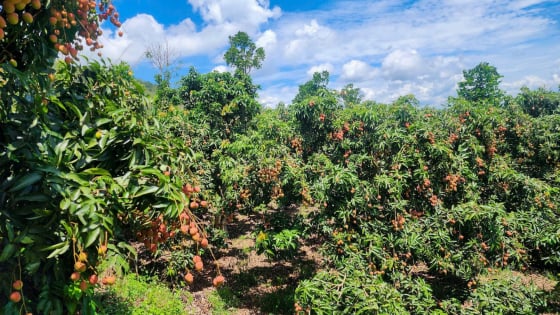 Cây đặc sản Hưng Yên mang vô Lâm Đồng trồng, thấp tè mà trái quá trời, quả hình trái tim, hễ bán là đắt hàng thế này đây, 