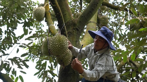 Tây Nguyên sắp thu hoạch rộ loại quả tiền tỷ, Chủ tịch Hiệp hội viết 'tâm thư' cho tư lệnh ngành nông nghiệp