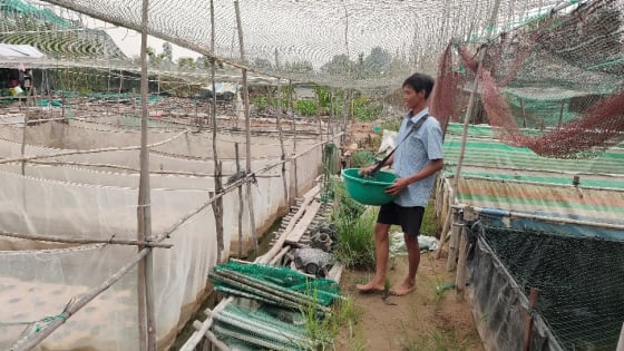Cho 3 con đặc sản bình dân 'ưa nghịch nước' này ở dày đặc với nhau, một nông dân Hậu Giang hễ bắt bán là hết veo