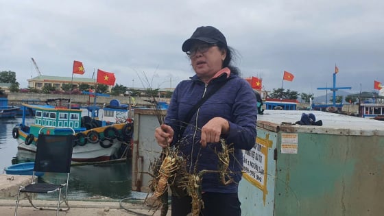 Chưa hết sốc vì giá tôm hùm giảm, nông dân Khánh Hòa lại điêu đứng vì 850.000 con tôm hùm giống giả vừa bị tiêu hủy