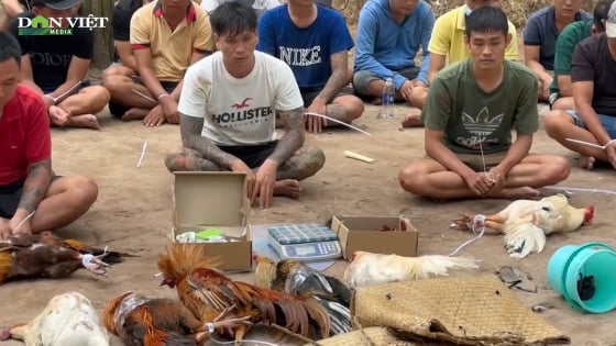 Triệt phá tụ điểm đá gà ăn tiền quy mô lớn ở vùng ven TP.HCM
