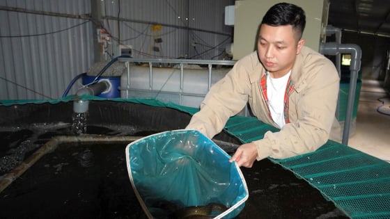 Nuôi thành công loại cá đặc sản ở Quảng Nam, ăn bổ dưỡng như 'nhân sâm nước', bán 480.000 đồng/kg
