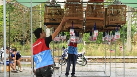 Thứ chim bé hơn nắm tay, hót trong veo, một cuộc thi ở Hải Dương có tới 100 con tham gia