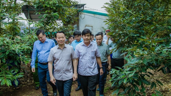 Đắk Lắk sẽ có phòng kiểm định sầu riêng trước vụ thu hoạch 2025?