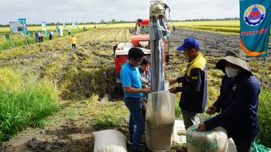 Trước khi sáp nhập với Tiền Giang, UBND tỉnh Đồng Tháp yêu cầu các ngành, UBND các huyện bổ sung nội dung liên quan đến diện tích lúa chất lượng cao