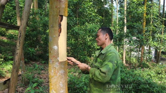 Trước khi sáp nhập tỉnh Lào Cai, Yên Bái, tỉnh có ngọn núi cao nhất, tỉnh nào trồng cây đặc sản với diện tích lớn nhất Việt Nam?