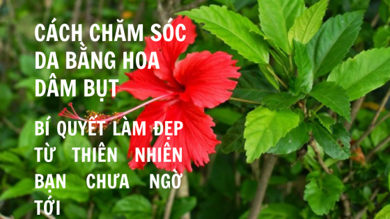 Cách chăm sóc da bằng hoa dâm bụt: Bí quyết làm đẹp từ thiên nhiên bạn chưa ngờ tới