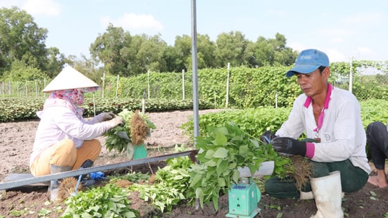 Đây, thứ rau thơm khắp đồng, loại củ ngon, nông dân Bà Rịa-Vũng Tàu trồng thành công, hễ bán là thương lái vô 'khuân đi' hết
