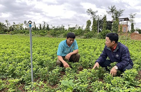 Liều trồng thứ rau ăn ngọt như mì chính trên đất cà phê, anh nông dân Đắk Lắk cắt mớ nào thương lái khuân đi hết