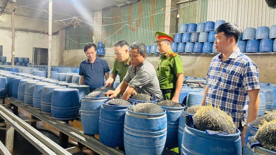 Lào Cai: Triệt phá 2 cơ sở dùng hóa chất độc hại sản xuất gần 350 tấn giá đỗ
