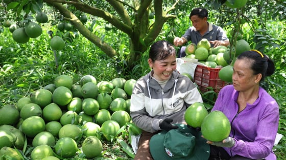 Từ tư duy “bán sạch” đến tư duy “sống sạch”, anh nông dân ở Bình Dương tạo ra thương hiệu trái cây hữu cơ thơm ngon
