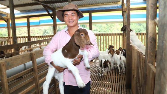 Tỷ phú Lâm Đồng là chàng trai cất bằng y về quê nuôi dê xuất xứ Nam Phi