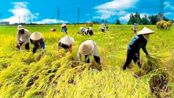 Nông dân 'khát vốn', cần gói tín dụng đặc thù cho nông nghiệp: Chuyên gia nói gì?