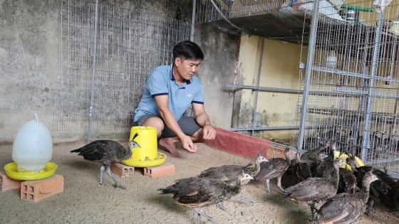 Nuôi chim quý như nuôi gà ta, đuôi dài cả mét, hiền như cục đất, trai Cần Thơ bán đắt nhất 95 triệu/cặp