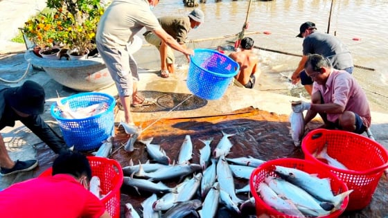 Trước giờ sáp nhập tỉnh Bình Dương, Bà Rịa-Vũng Tàu, ở TP HCM, đây là huyện có diện tích đất nông nghiệp lớn nhất