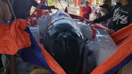 Phát hiện xác cá voi dài gần 4m trôi dạt vào bờ, người dân Ninh Thuận trục vớt, đưa về làm lễ theo phong tục