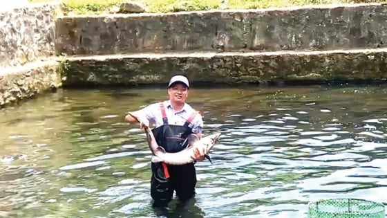 Nuôi thành công thứ 'cá tàu ngầm' ở một nơi núi chảy ra nước mát tại Huế, người ta đang lên xem