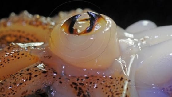 Quên tôm hùm, cá đé đi, nhổ bộ phận bất ngờ của con mực xiên que nướng than hoa là ra đặc sản Bình Thuận