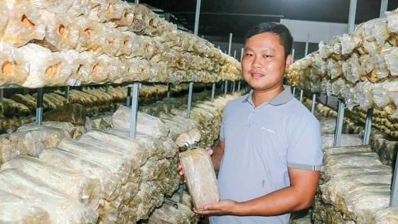Một anh tỷ phú Vĩnh Long trồng rau gì giàu protein ở trong nhà kín, thương lái vô tận nơi mua giá 45.000 đồng/kg