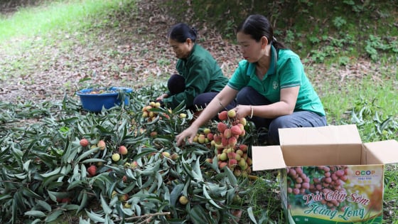 Nông dân Phú Thọ bán quả ngon đạt 3 sao OCOP “đắt như tôm tươi”