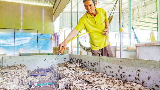 Một nông dân Vĩnh Long nuôi 'con chết sớm', con có độc, bán hút hàng, tự trả lương cao
