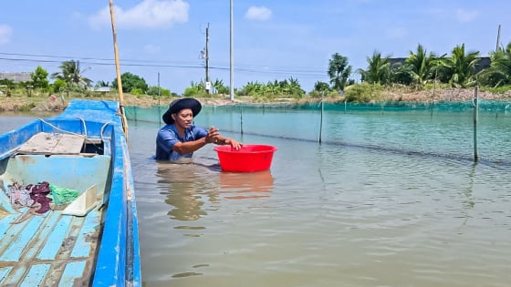 Một nơi ở Cà Mau, dân nuôi 'con đại bổ' chung nhà với tôm sú, hễ bắt bán là cả 2 con đều 'bị' thương lái khuân đi hết sạch