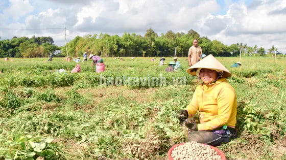 Loại cây mọc tốt um ngoài đồng ở Trà Vinh, quả thò ra vùi ngay xuống đất gọi là củ, hễ nhổ lên là la liệt củ, cứ nói bán là khối người mua