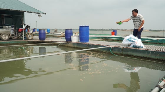 Nuôi ghép hai loài cá ngon trong lồng trên sông Đuống, nông dân Bắc Ninh thu lãi cao