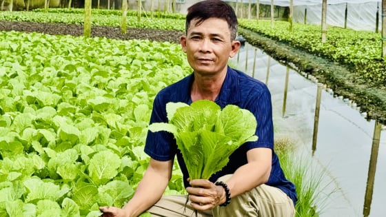 Trồng rau an toàn ven đô thị Cần Thơ, mô hình giảm nghèo hay, có nhà còn khá giả hẳn lên