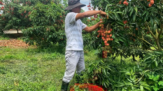 Trước giờ sáp nhập tỉnh Đắk Lắk, Phú Yên xây dựng thành công vùng trồng cây ăn trái, toàn quả ngon thế này đây