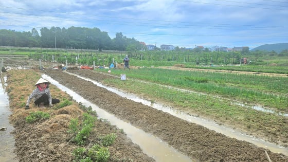Cánh đồng “no nước” gieo vụ lúa mới, cách giúp nông dân tỉnh Quảng Trị mới giảm nghèo, làm giàu