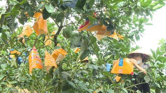 Dùng bao tải may áo chống nắng cho quả đặc sản, nông dân Phú Thọ tiết kiệm tiền triệu, giở ra ai cũng bất ngờ vì điều này