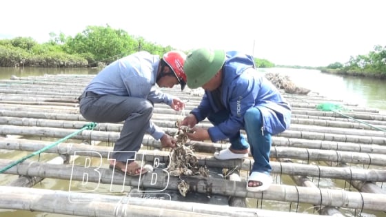 Ở một cửa sông tại Thái Bình, ông nông dân này nuôi con gì mà chả phải cho ăn, lãi 2 tỷ/năm