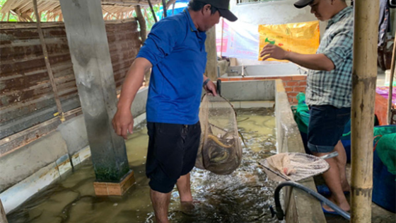 Nuôi con đặc sản bình dân trong nhà, một nông dân Hậu Giang bán giá tốt trước giờ sáp nhập vào Cần Thơ
