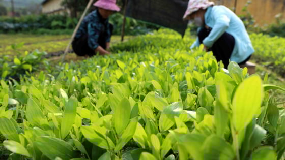 Trước ngày sáp nhập tỉnh Giang chung một tên mới, UBND tỉnh Tuyên Quang đã phê duyệt một Đề án quan trọng liên quan đến rừng