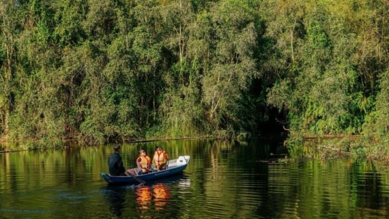 Vùng Đồng Tháp Mười phía Tiền Giang có một khu rừng ngập nước, chim hoang dã bay la liệt