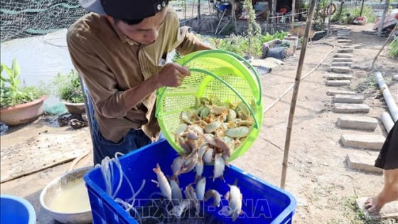 Nuôi dày đặc cá đặc sản như thế này, một ông nông dân Đồng Tháp bán 500.000 đồng/kg