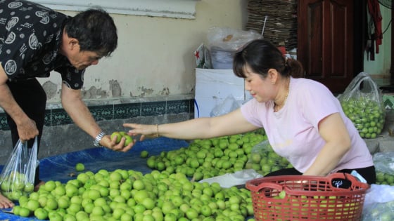 Một xã nông thôn mới nâng cao ở Khánh Hòa có nhà giàu lên từ nghề trồng táo to bự