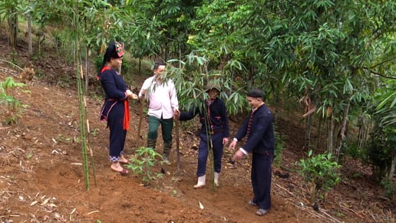 Từ thứ cây dại mọc hoang, nay ở Yên Bái dân trồng thành công, bán mầm non mà hút hàng