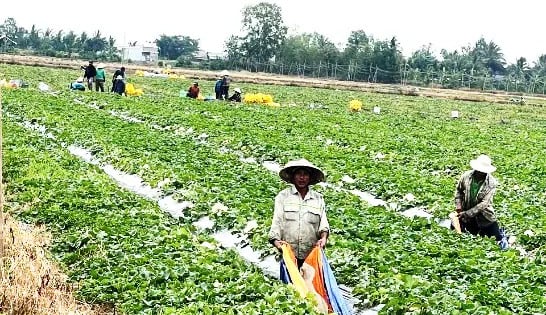 Vào mùa dội chợ, trái cây các loại rớt giá khắp nơi, ở Kiên Giang thứ quả ngon này dân vẫn bán khỏe re