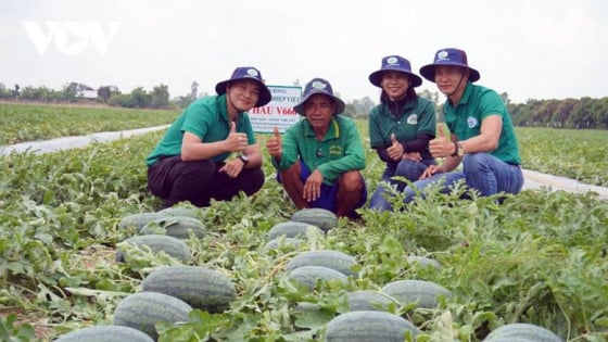 Giá trái cây ngon ở miền Tây 'rớt cái bịch' mà giá bán cây giống lại 'sốt sình sịch', vì sao?