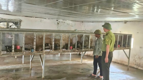 Giảm nghèo Quảng Bình: Nông dân ở huyện có diện tích lớn thứ 3 cả nước khấm khá nhờ nuôi con động vật hoang dã